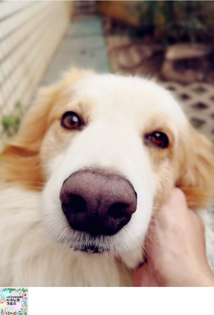 (寵物)【寵物溝通師】人類與寵物之間的媒介,進一步更深緣份的橋樑