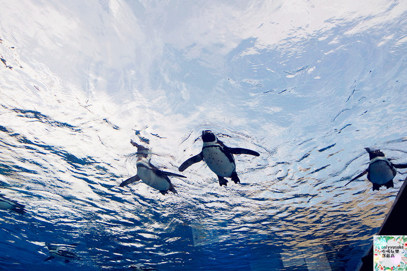 國外旅遊【日本東京自助行DAY2】小江戶川越-喜多院-氷川神社一釣雙雕-復古溫情街道