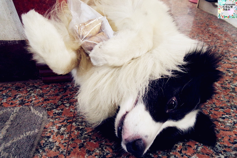 (寵物)【汪事如意五星寵物鮮食】超讚的類主人五星鮮食料理,端午限定,毛寶貝粽子初體驗