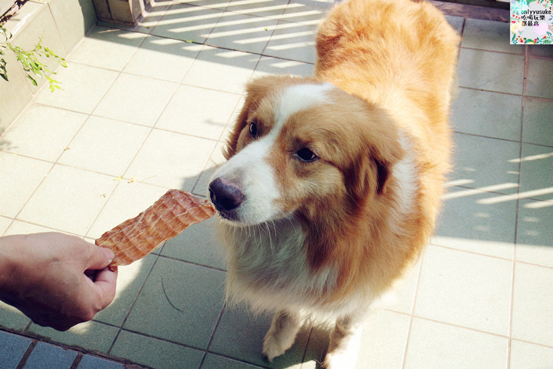 (寵物)【汪事如意五星寵物鮮食】超讚的類主人五星鮮食料理,端午限定,毛寶貝粽子初體驗