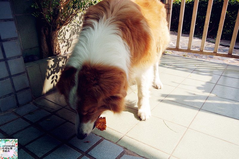 (寵物)【汪事如意五星寵物鮮食】超讚的類主人五星鮮食料理,端午限定,毛寶貝粽子初體驗