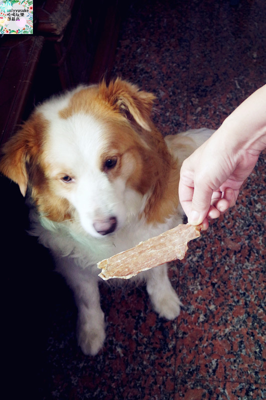 (寵物)【汪事如意五星寵物鮮食】超讚的類主人五星鮮食料理,端午限定,毛寶貝粽子初體驗