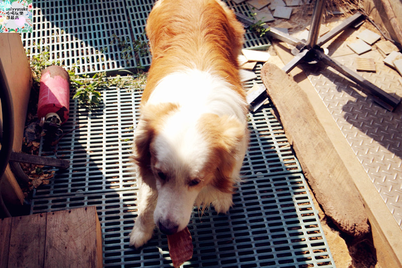 (寵物)【汪事如意五星寵物鮮食】超讚的類主人五星鮮食料理,端午限定,毛寶貝粽子初體驗