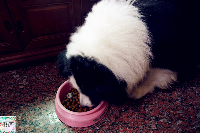 (寵物)【汪事如意五星寵物鮮食】超讚的類主人五星鮮食料理,端午限定,毛寶貝粽子初體驗