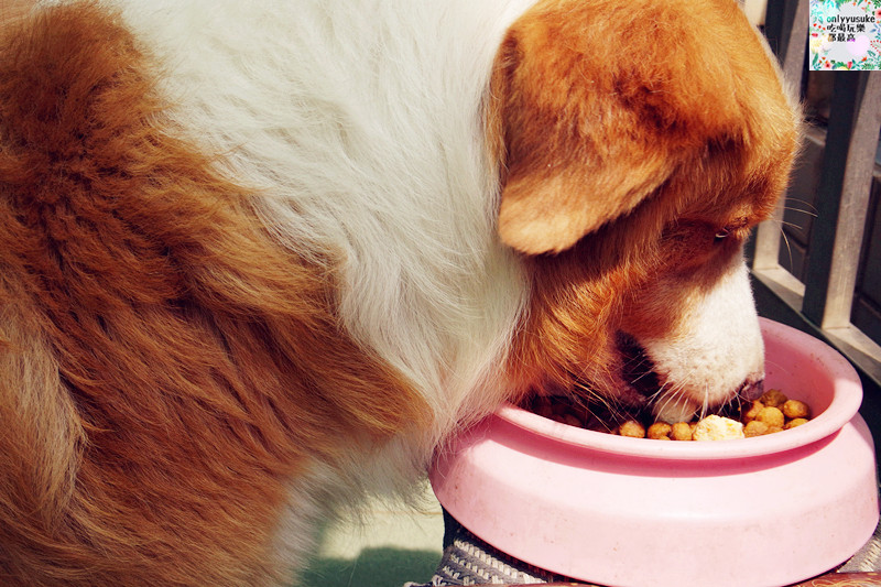 (寵物)【汪事如意五星寵物鮮食】超讚的類主人五星鮮食料理,端午限定,毛寶貝粽子初體驗