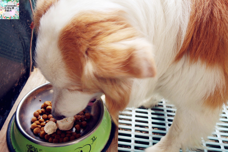 (寵物)【汪事如意五星寵物鮮食】超讚的類主人五星鮮食料理,端午限定,毛寶貝粽子初體驗