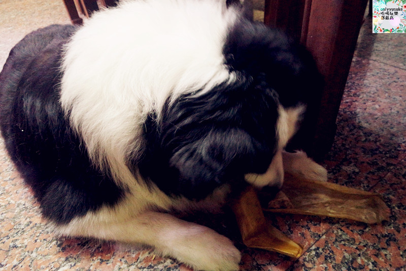 (寵物)【汪事如意五星寵物鮮食】超讚的類主人五星鮮食料理,端午限定,毛寶貝粽子初體驗