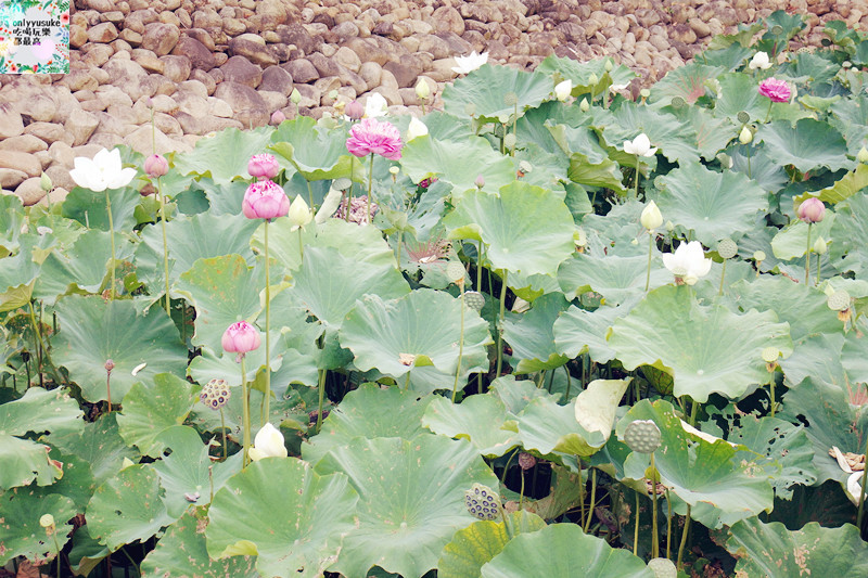 國內遊記看圖說話.苗栗台灣影城媽祖村（原貓貍影城）苗栗一日遊,必吃必玩親子景點