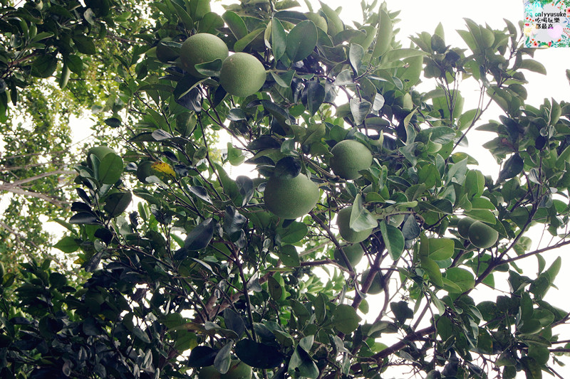 國內遊記看圖說話.苗栗台灣影城媽祖村（原貓貍影城）苗栗一日遊,必吃必玩親子景點