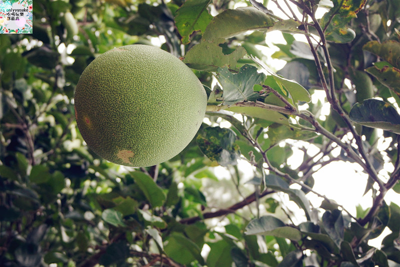 國內遊記看圖說話.苗栗台灣影城媽祖村（原貓貍影城）苗栗一日遊,必吃必玩親子景點
