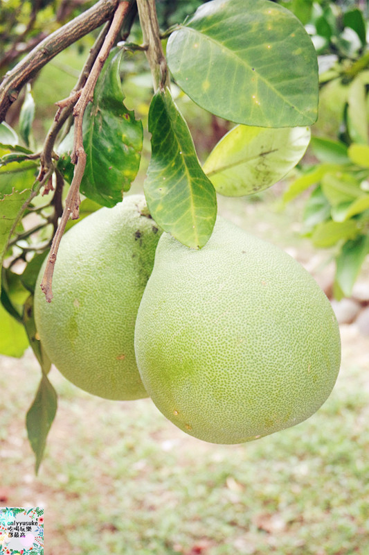 國內遊記看圖說話.苗栗台灣影城媽祖村（原貓貍影城）苗栗一日遊,必吃必玩親子景點