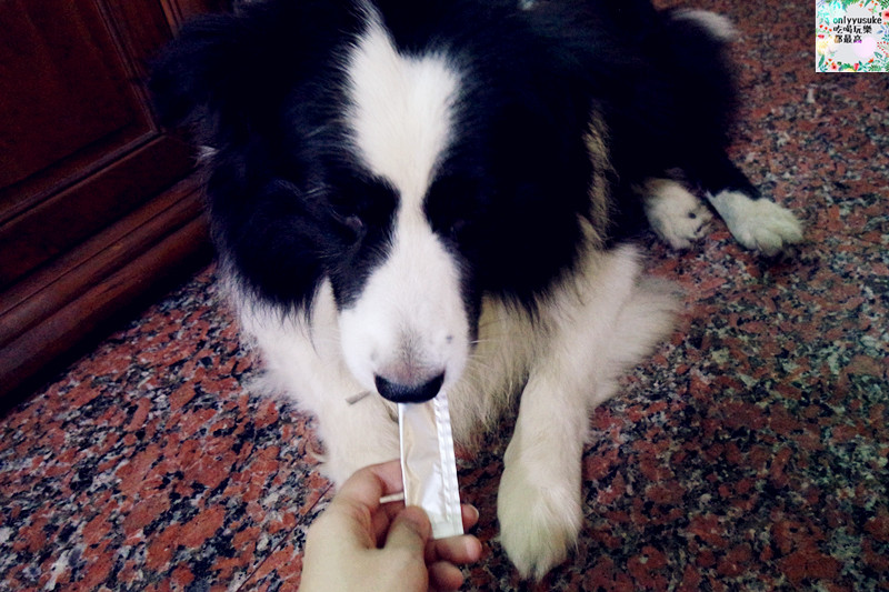 (寵物)【CheriWAN鮮愛汪】讓毛小孩吃了還想再吃的犬用整腸乳酸菌果凍條