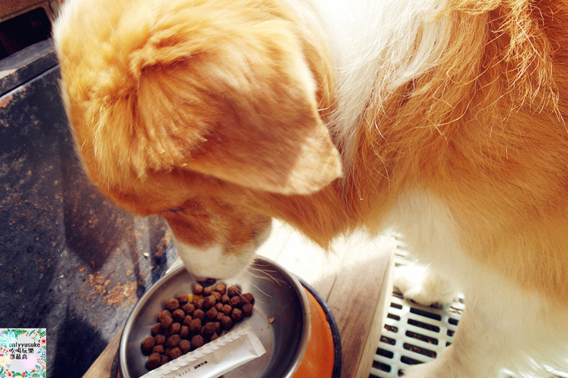 (寵物)【CheriWAN鮮愛汪】讓毛小孩吃了還想再吃的犬用整腸乳酸菌果凍條