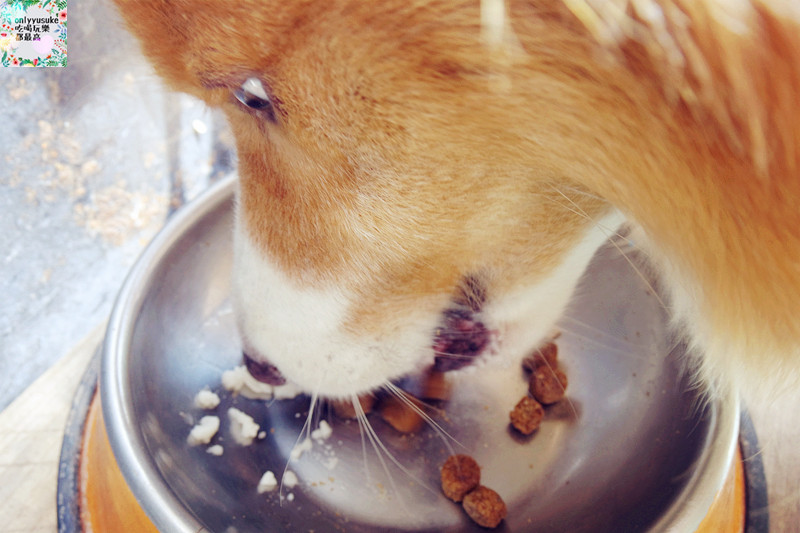 (寵物)【CheriWAN鮮愛汪】讓毛小孩吃了還想再吃的犬用整腸乳酸菌果凍條