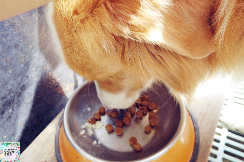 (寵物)【CheriWAN鮮愛汪】讓毛小孩吃了還想再吃的犬用整腸乳酸菌果凍條