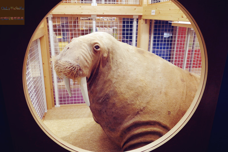 國外旅遊【上野國立科學博物館】來上野到這玩準沒錯,一個學習新知很好放電的地方