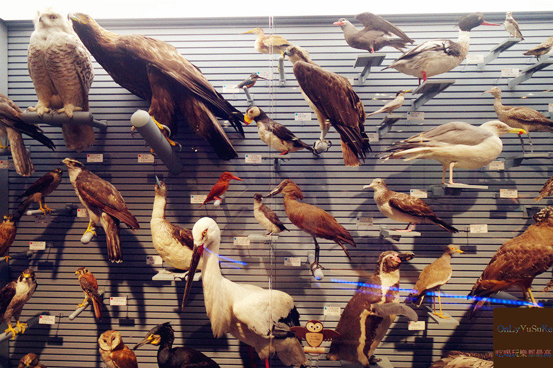 國外旅遊【上野國立科學博物館】來上野到這玩準沒錯,一個學習新知很好放電的地方