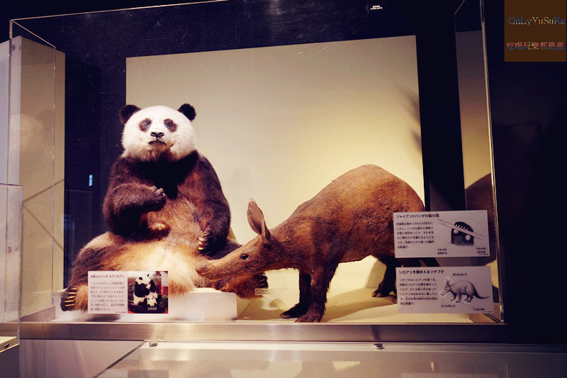 國外旅遊【上野國立科學博物館】來上野到這玩準沒錯,一個學習新知很好放電的地方