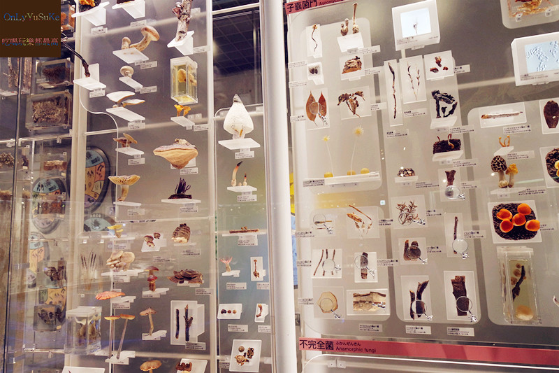 國外旅遊【上野國立科學博物館】來上野到這玩準沒錯,一個學習新知很好放電的地方