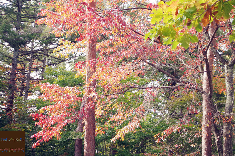 國外旅遊【東京輕井澤一日遊】日本超推渡假勝地,王子購物廣場必吃必買全攻略