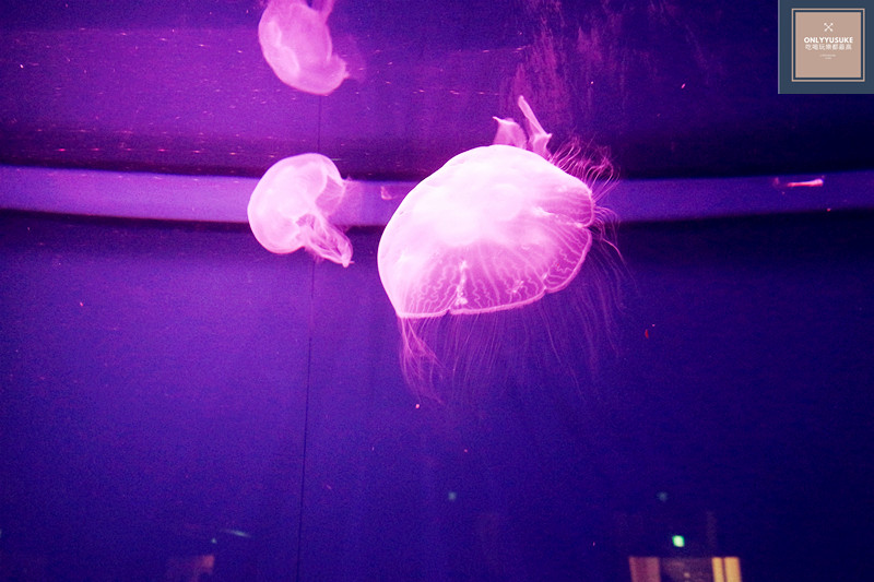 COZZI Blu和逸飯店桃園館