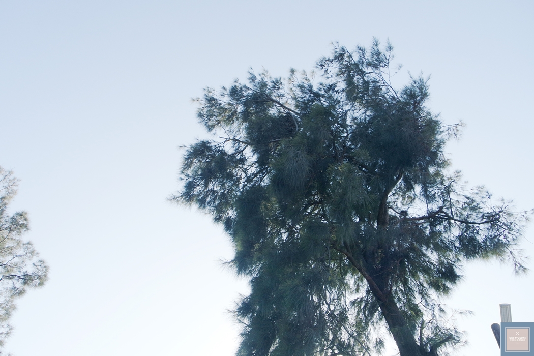 國內旅遊台南北門【井仔腳瓦盤鹽田】賞黑腹燕鷗要這個季節來,超療癒系台南熱門打卡景點