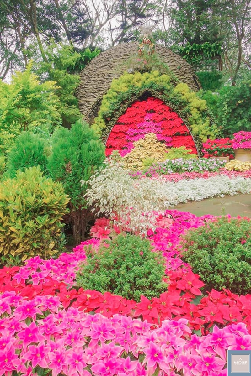 花露農場聖誕花季