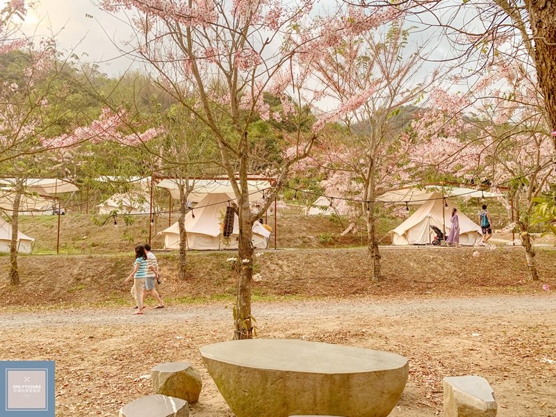 蝶舞澗泰國櫻花超美超多