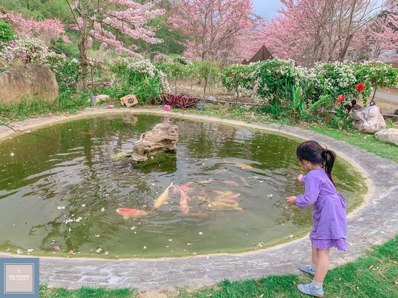 蝶舞澗園區還有魚池可以餵魚