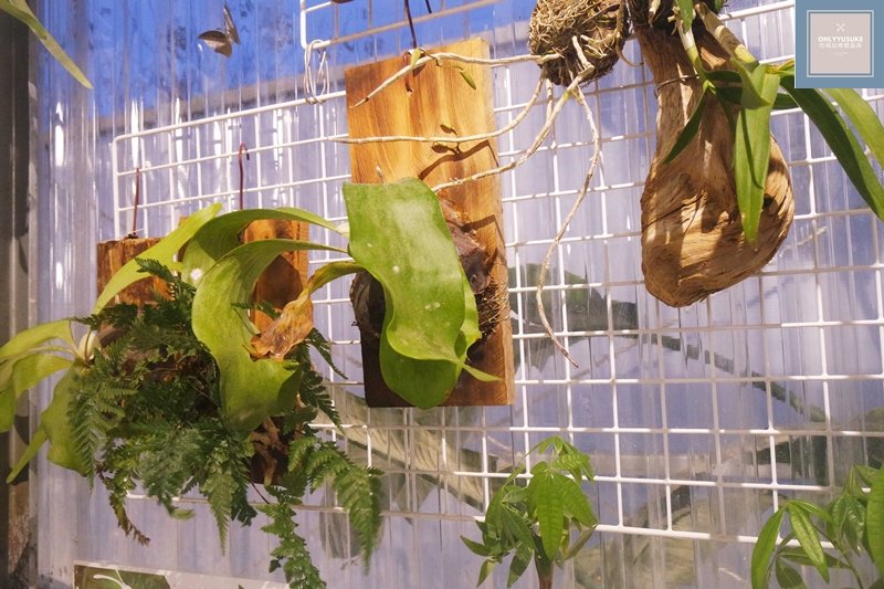 蝶舞澗溫室餐廳內還有販售植栽