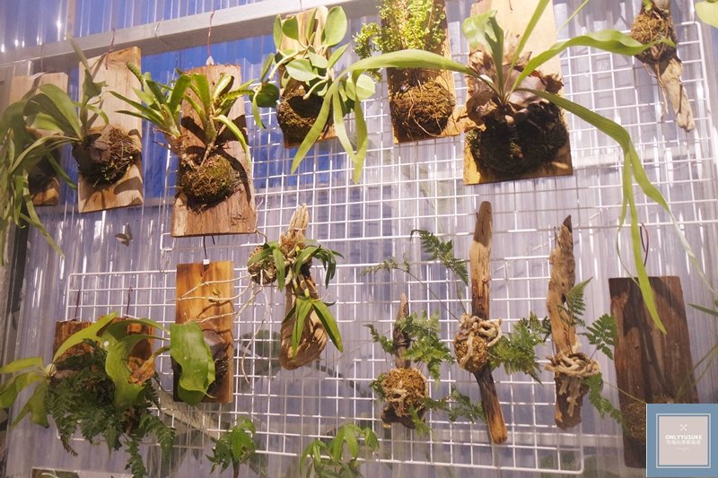 蝶舞澗熱帶溫室餐廳有販售植栽