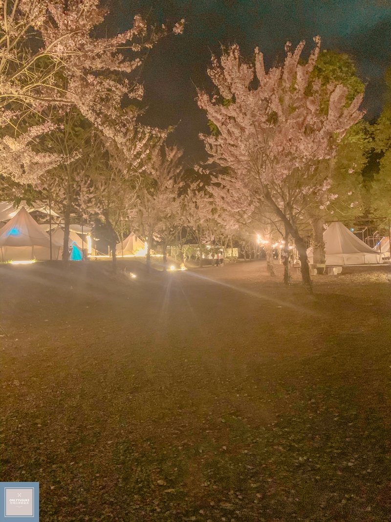 蝶舞澗夜晚園區也超美，泰國櫻花感覺很亮更浪漫