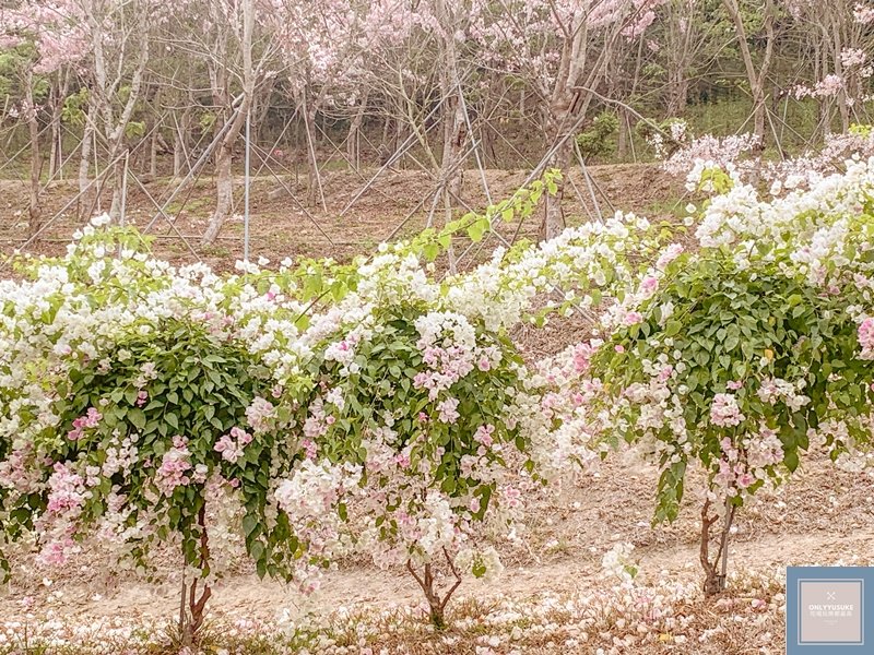 蝶舞澗還看得到野生獼猴