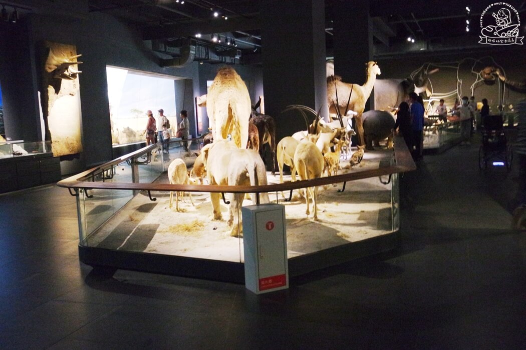 奇美博物館動物館