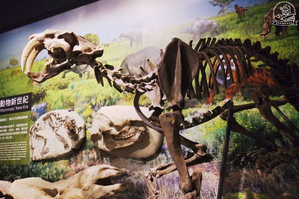 奇美博物館動物廳