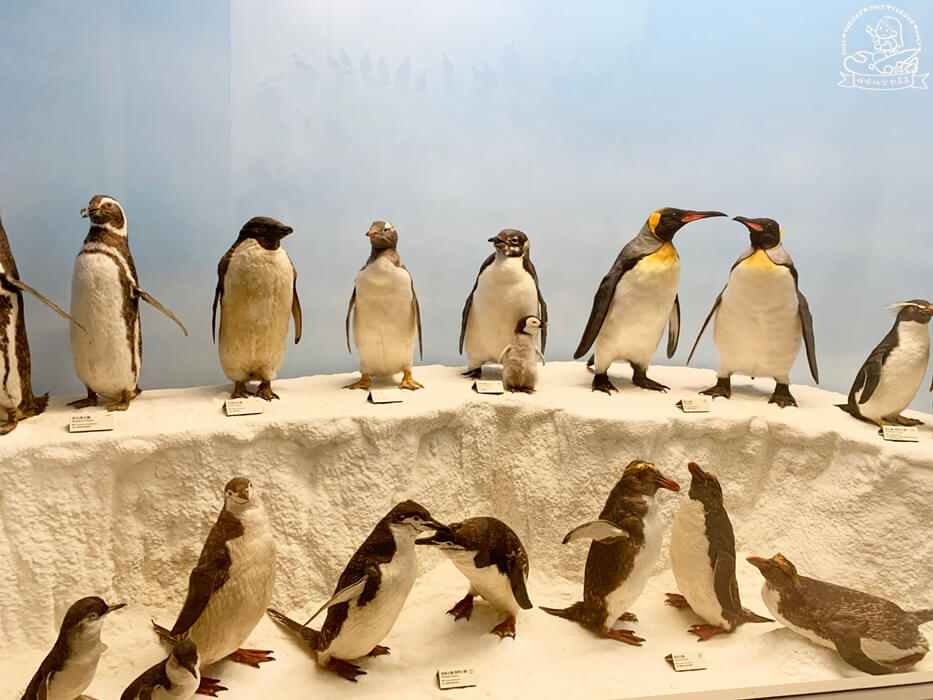奇美博物館動物廳