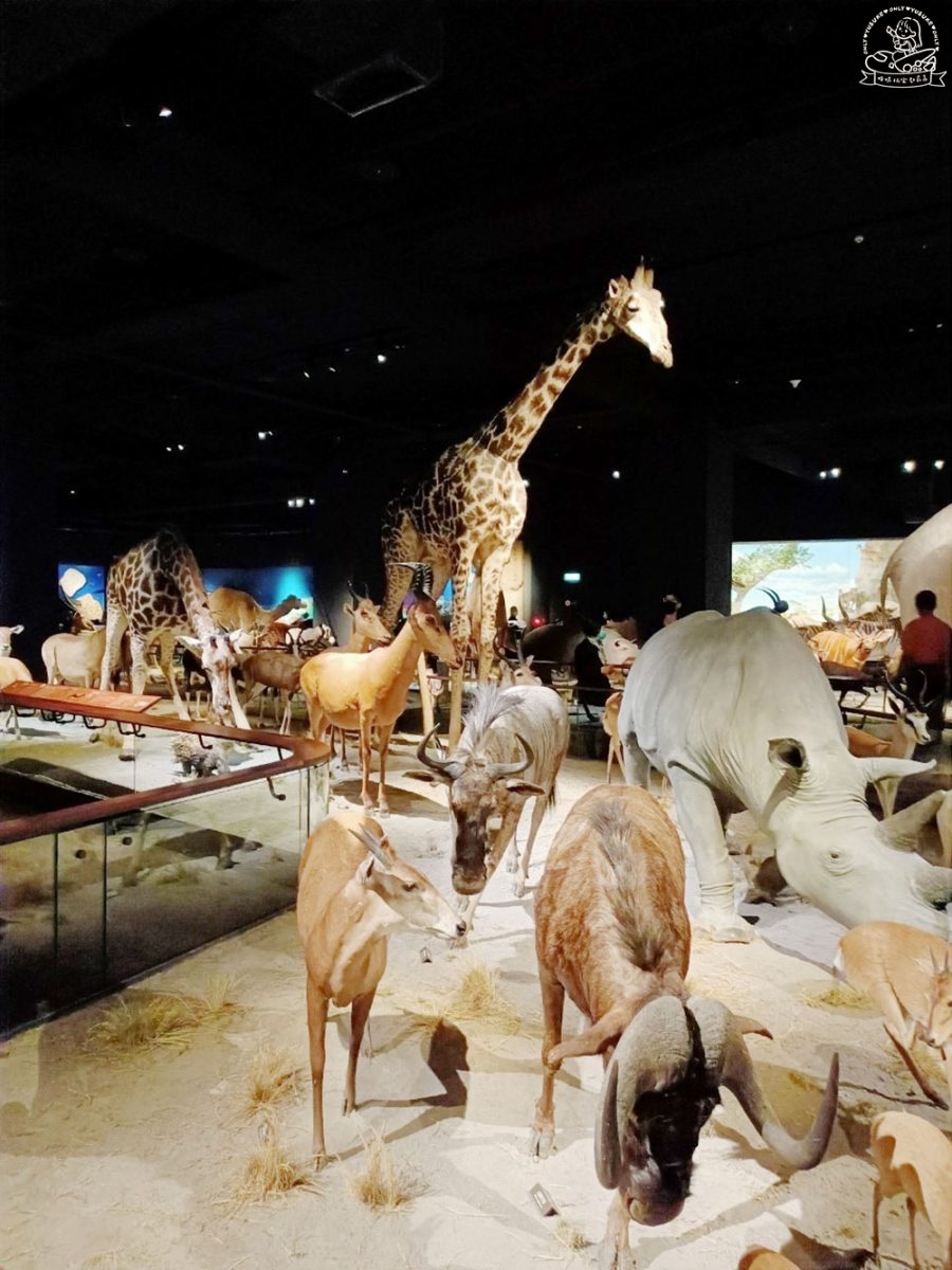 奇美博物館動物廳