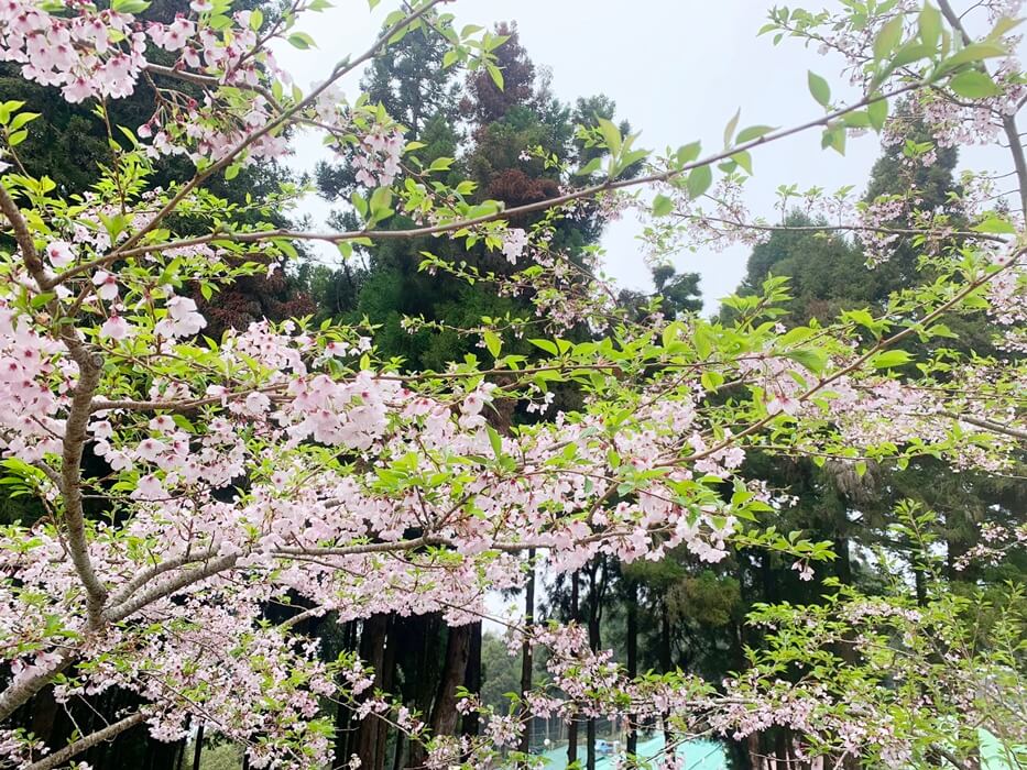 阿里山國家公園