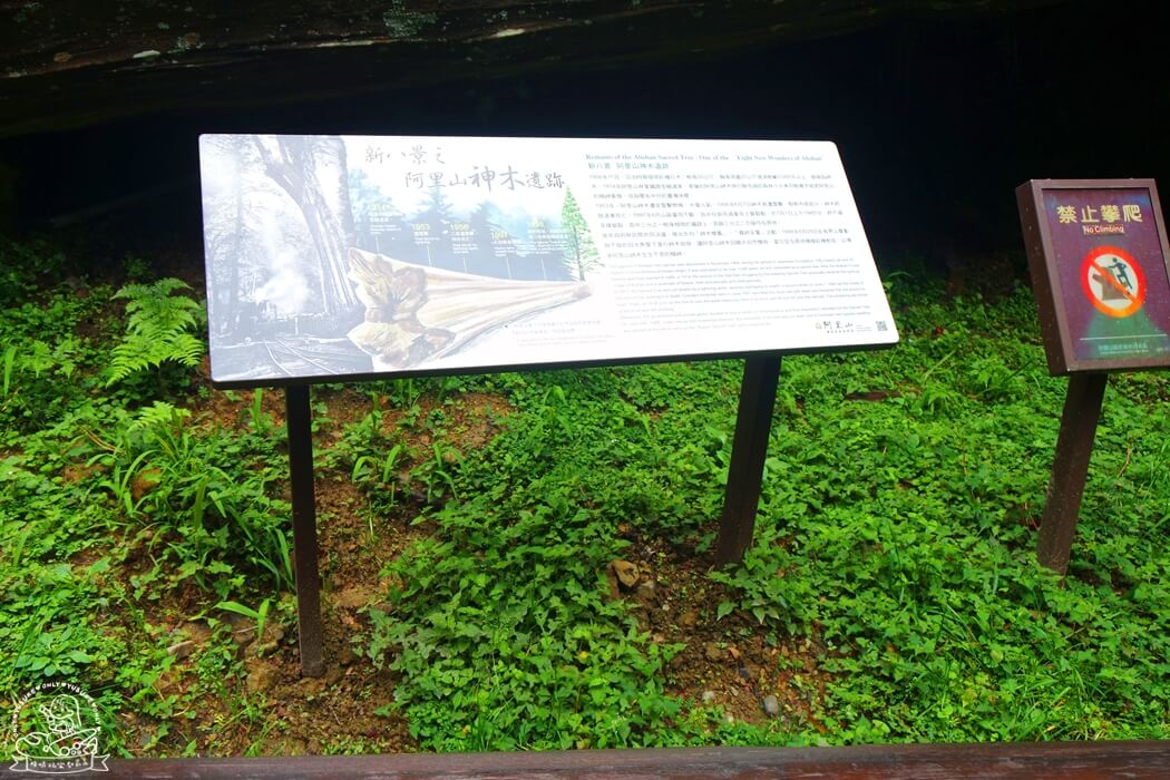 阿里山到神木車站