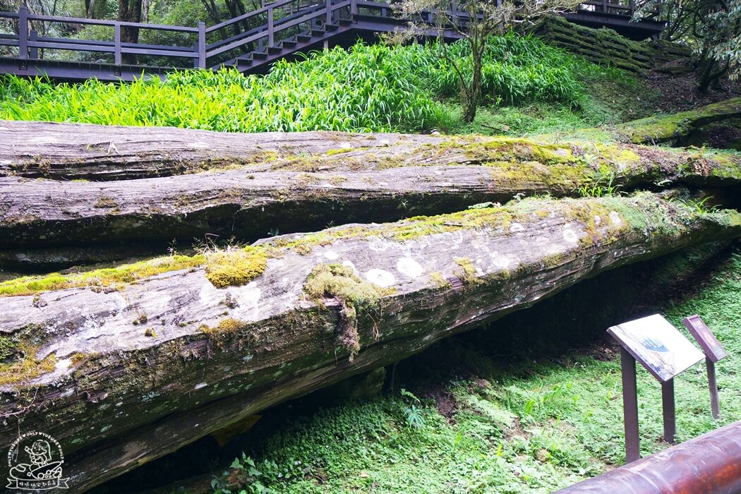 阿里山到神木車站