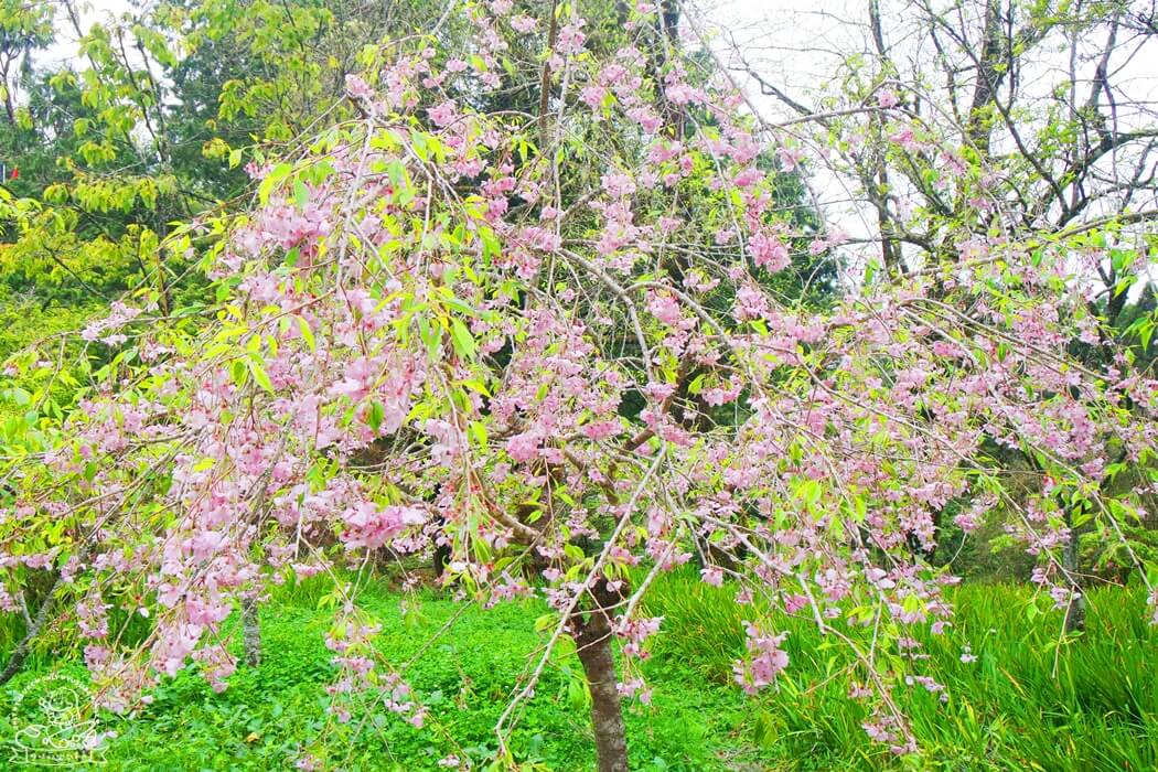 阿里山櫻花季