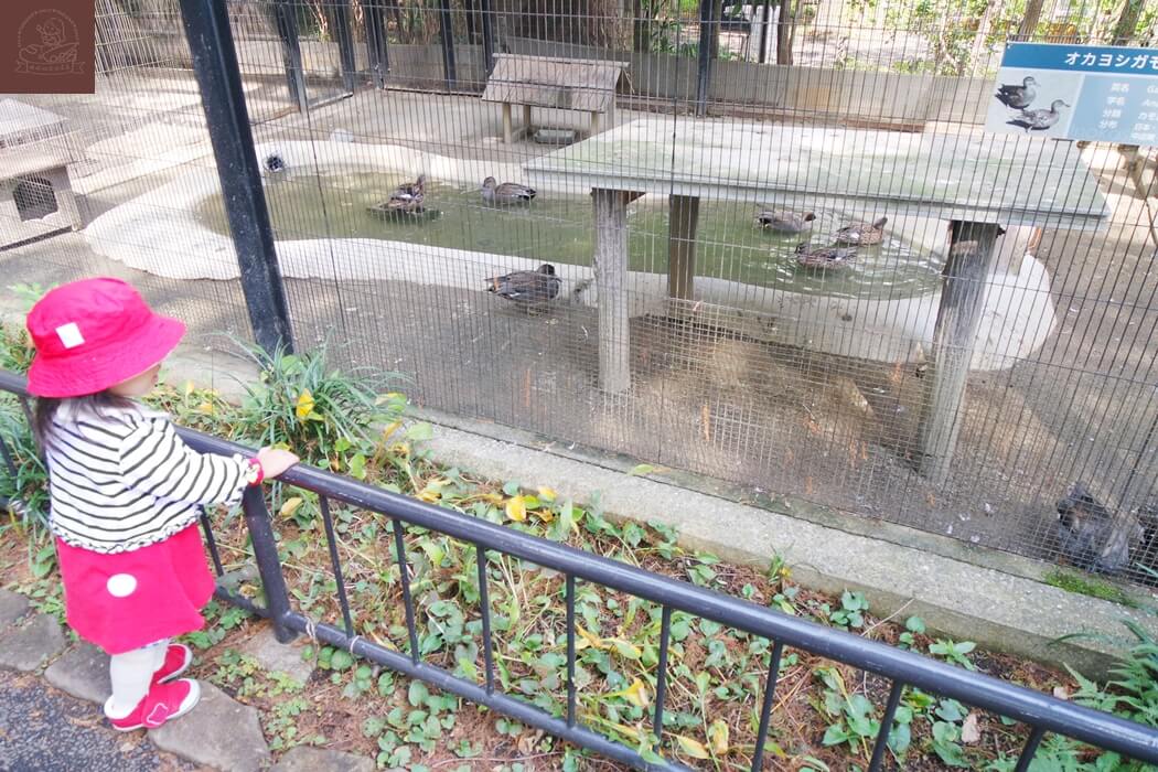 井之頭自然文化園オカヨシがモ丘葦鴨