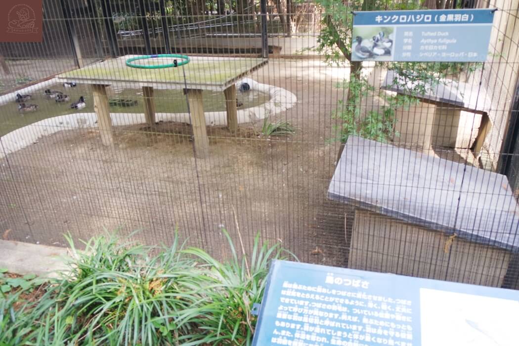 井之頭自然文化園金黑羽白