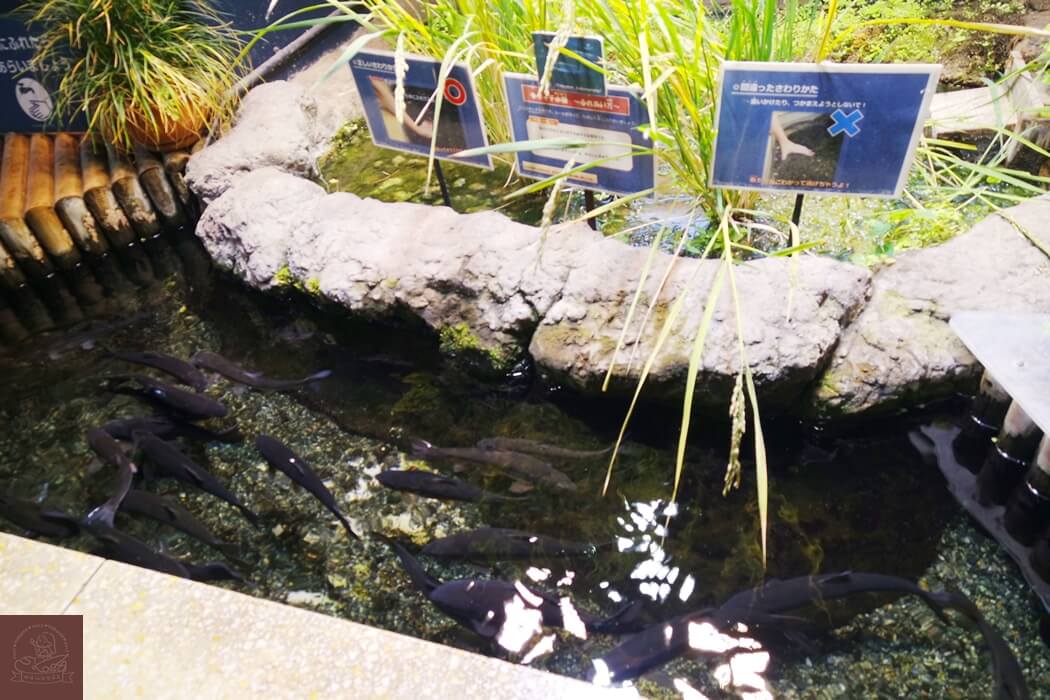 井之頭自然文化園水生物館