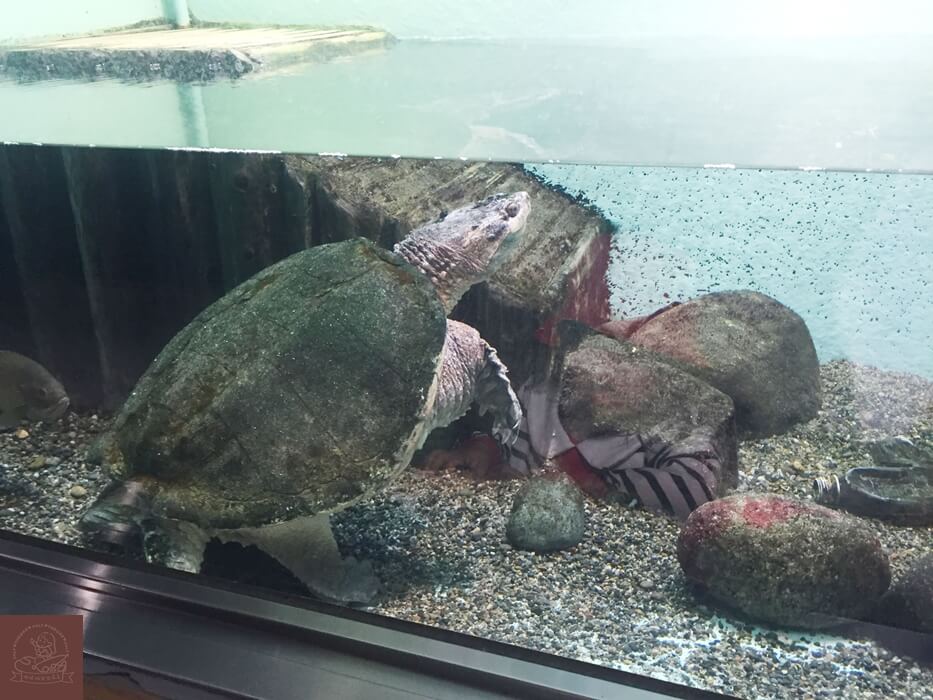 井之頭自然文化園水生物館