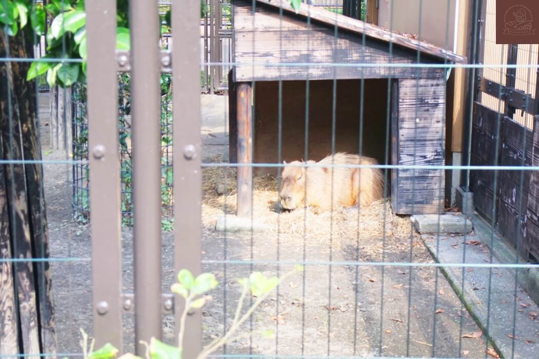 井之頭公園動物園水豚君