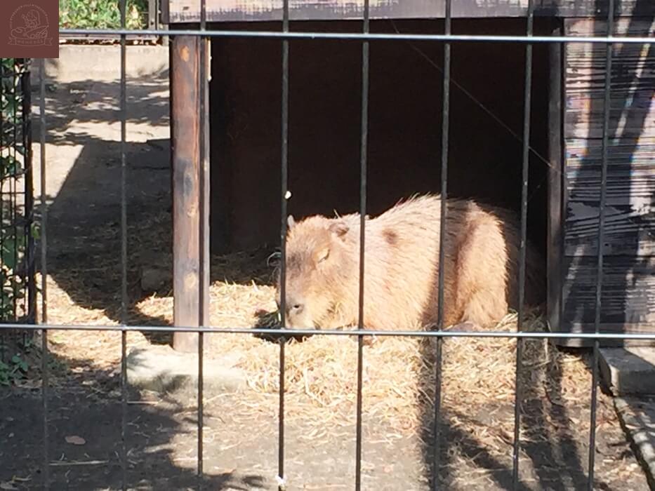 井之頭公園動物園水豚君