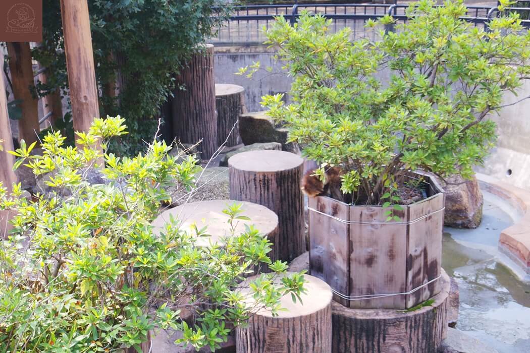 井之頭公園動物園貉