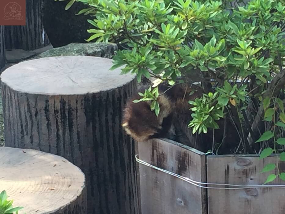 井之頭公園動物園貉