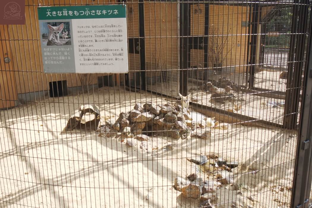 井之頭公園動物園耳廓狐